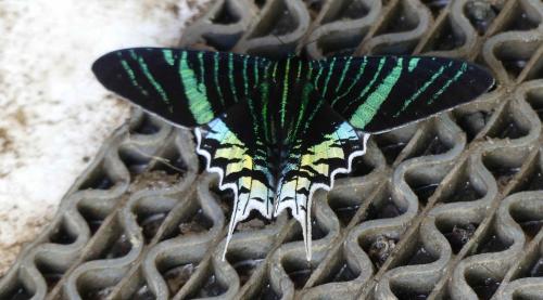 Urania leilus